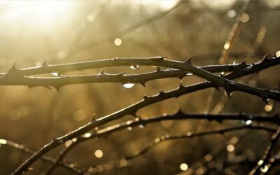 Δάκρυα αιώνων!