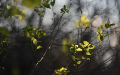 Αλκυονίδες μέρες