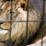 Χωρίς δάκρυα