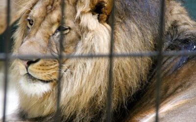 Χωρίς δάκρυα