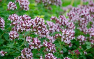 Οι ξωμάχοι και οι μέλισσες