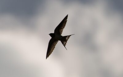 Το χελιδόνι