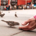 Από την χούφτα μου έτρωγε το σπουργίτι