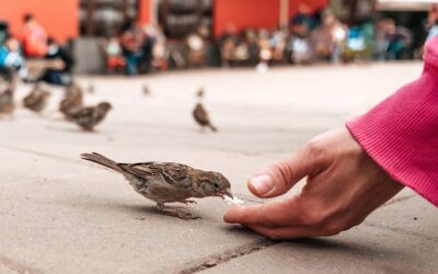 Από την χούφτα μου έτρωγε το σπουργίτι