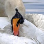 Το τραγούδι των λαβωμένων κύκνων