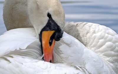 Το τραγούδι των λαβωμένων κύκνων