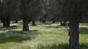 Το 3ο ELIA Lesvos Confest στρέφει και πάλι τους προβολείς του παγκόσμιου ελαιοκομικού ενδιαφέροντος στη Λέσβο 4 9942b418 9f4c 4246 8b33 908c3df27869