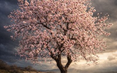 Αμυγδαλιά ανθισμένη, κόντρα στον Φλεβάρη