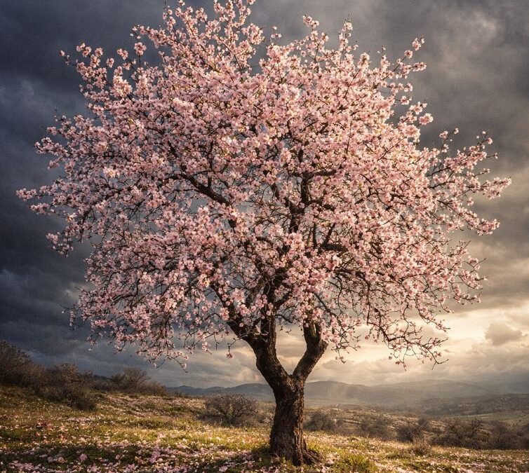 Αμυγδαλιά ανθισμένη, κόντρα στον Φλεβάρη