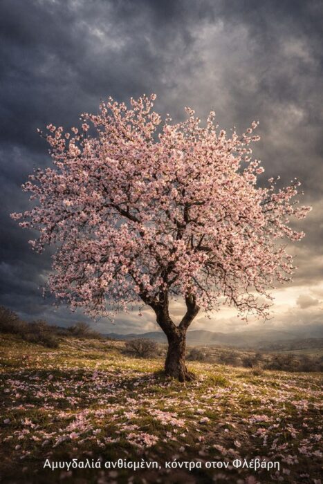 Αμυγδαλιά ανθισμένη, κόντρα στον Φλεβάρη Αμυγδαλιά ανθισμένη, κόντρα στον Φλεβάρη