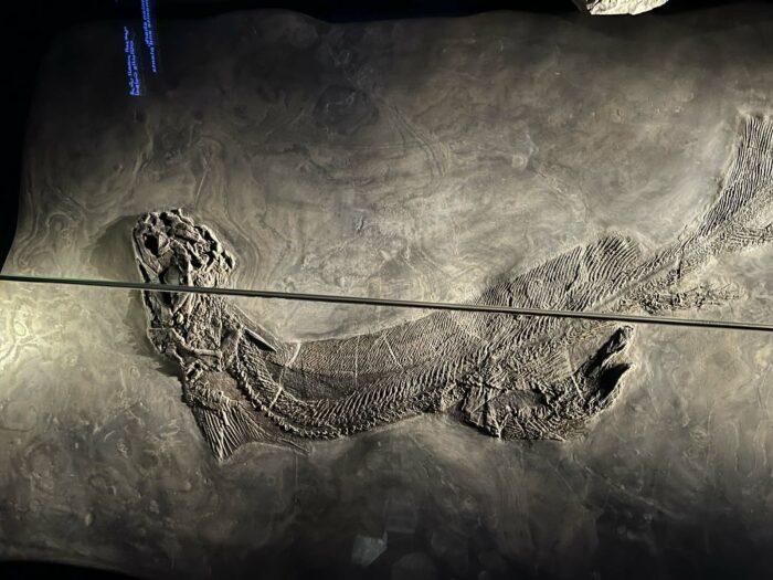 NATURAL HISTORY MUSEUM - Abou Dhabi