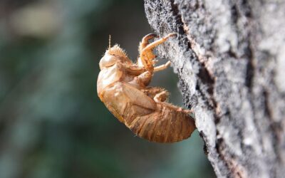 Το κουφάρι του τζίτζικα
