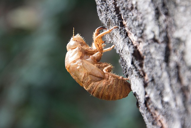 &Tau;&omicron; &kappa;&omicron;&upsilon;&phi;ά&rho;&iota; &tau;&omicron;&upsilon; &tau;&zeta;ί&tau;&zeta;&iota;&kappa;&alpha;