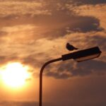 Διόδια Ζωής