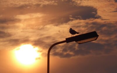 Διόδια Ζωής