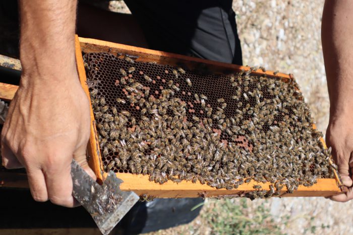 elixir qbee 700x467 BqoUNB5V