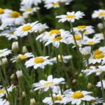 Πρωτομαγιά