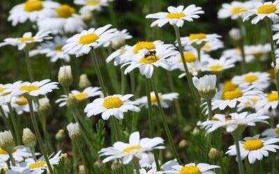 Πρωτομαγιά