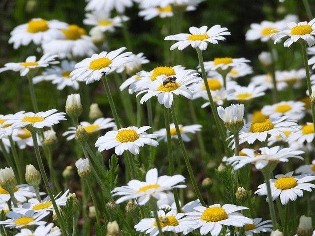 &Pi;&rho;&omega;&tau;&omicron;&mu;&alpha;&gamma;&iota;ά