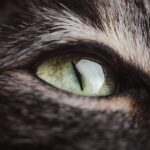 The Cat’s Eyes