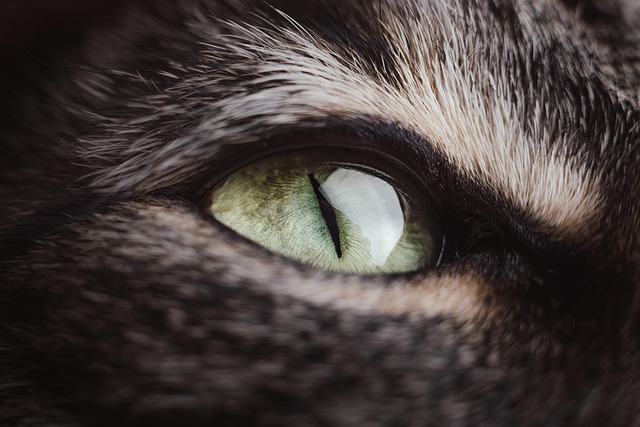 The Cat’s Eyes The Cat’s Eyes
